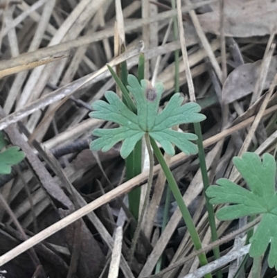 Geranium solanderi var. solanderi (Native Geranium) at Black Mountain - 26 May 2024 by Venture