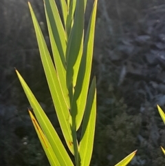 Stypandra glauca (Nodding Blue Lily) at Bruce, ACT - 26 May 2024 by Venture