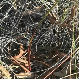 Thelymitra sp. at Black Mountain - 26 May 2024