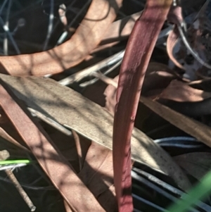 Thelymitra sp. at Black Mountain - 26 May 2024