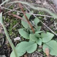 Speculantha rubescens (Blushing Tiny Greenhood) at Aranda, ACT - 26 May 2024 by Venture