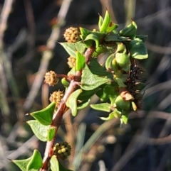 Acacia gunnii (Ploughshare Wattle) at Aranda, ACT - 26 May 2024 by Venture