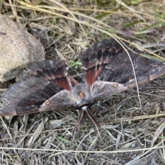 Chelepteryx chalepteryx (Chelepteryx chalepteryx) at Barren Grounds Nature Reserve - 22 May 2024 by AJB