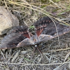 Chelepteryx chalepteryx (Chelepteryx chalepteryx) at Barren Grounds, NSW - 22 May 2024 by AJB