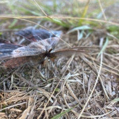 Chelepteryx chalepteryx at Barren Grounds Nature Reserve - suppressed