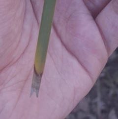 Lomandra longifolia (Spiny-headed Mat-rush, Honey Reed) at Black Mountain - 26 May 2024 by Venture