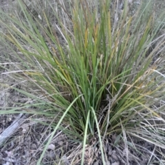 Lomandra longifolia at Black Mountain - 26 May 2024 02:51 PM