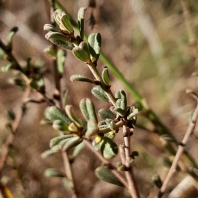 Pultenaea microphylla at Black Mountain - 26 May 2024 by Venture