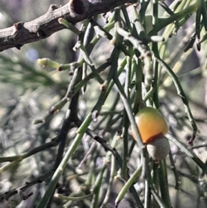 Exocarpos cupressiformis at Black Mountain - 26 May 2024