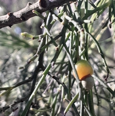 Exocarpos cupressiformis at Black Mountain - 26 May 2024 by Venture