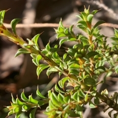 Pultenaea procumbens (Bush Pea) at Yarralumla, ACT - 26 May 2024 by Venture