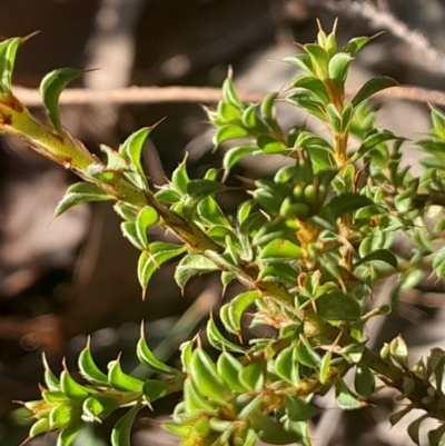 Pultenaea procumbens (Bush Pea) at Black Mountain - 26 May 2024 by Venture