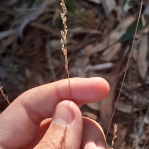 Poa sieberiana at Black Mountain - 26 May 2024 02:38 PM