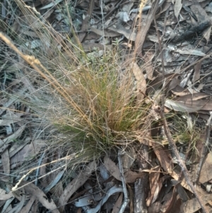 Poa sieberiana at Black Mountain - 26 May 2024 02:38 PM