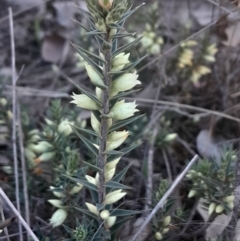 Melichrus urceolatus (Urn Heath) at Yarralumla, ACT - 26 May 2024 by Venture