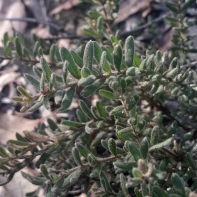 Grevillea alpina (Mountain Grevillea / Cat's Claws Grevillea) at Weston, ACT - 26 May 2024 by Venture