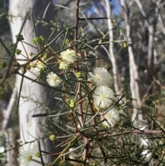 Acacia genistifolia (Early Wattle) at Aranda Bushland - 26 May 2024 by Venture