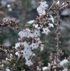 Leucopogon attenuatus (Small-leaved Beard Heath) at Black Mountain - 26 May 2024 by Venture