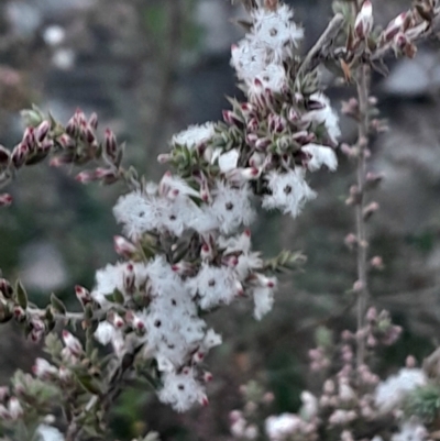 Styphelia attenuata (Small-leaved Beard Heath) at Black Mountain - 26 May 2024 by Venture