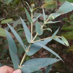 Eucalyptus nitens (Shining Gum) at Snowball, NSW - 25 May 2024 by RobG1