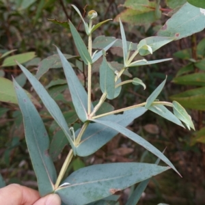 Eucalyptus nitens at suppressed - 25 May 2024