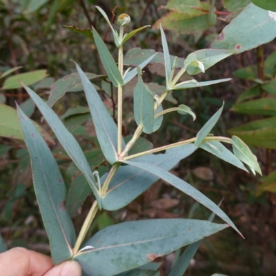 Eucalyptus nitens (Shining Gum) at suppressed - 25 May 2024 by RobG1