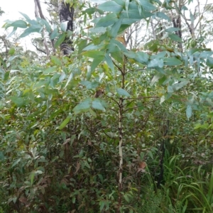 Eucalyptus nitens at suppressed - 25 May 2024