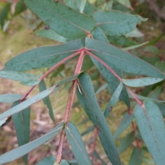 Eucalyptus nitens at suppressed - 25 May 2024