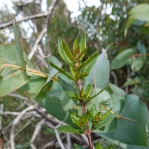 Eucalyptus nitens at suppressed - 25 May 2024