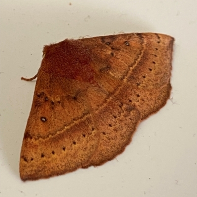 Anthela (genus) adult (Australian Hairy Bears) at Nerriga, NSW - 23 Aug 2023 by AJB