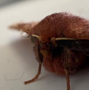 Anthela (genus) adult at QPRC LGA - 23 Aug 2023