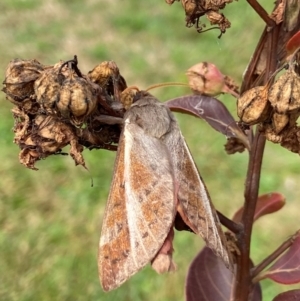 Oxycanus australis at QPRC LGA - 7 May 2024 10:55 AM