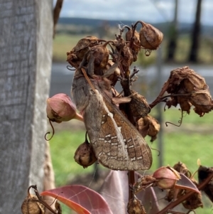 Oxycanus australis at QPRC LGA - 7 May 2024