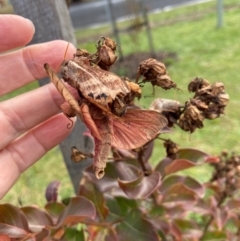 Oxycanus australis at QPRC LGA - 7 May 2024