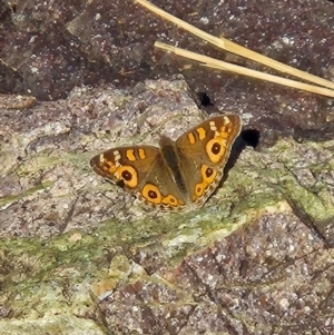 Junonia villida at Lower Molonglo - 27 May 2024