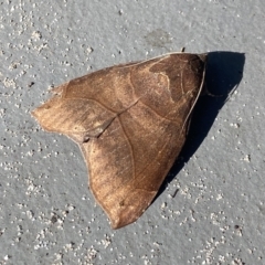 Dysgonia hamatilis (An Eribid moth (Eribinae)) at Hyams Beach, NSW - 25 Aug 2023 by AJB