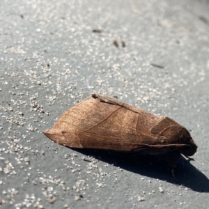 Dysgonia hamatilis at Hyams Beach, NSW - 25 Aug 2023