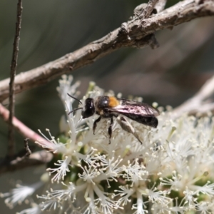 Leioproctus (Exleycolletes) cristatus at Buangla, NSW - 27 Oct 2019