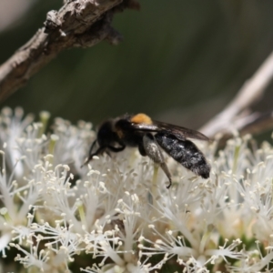 Leioproctus (Exleycolletes) cristatus at Buangla, NSW - 27 Oct 2019