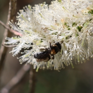 Leioproctus (Exleycolletes) cristatus at Buangla, NSW - 27 Oct 2019