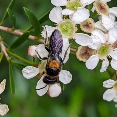 Exoneura sp. (genus) at North Nowra, NSW - 28 Dec 2021 by PaperbarkNativeBees