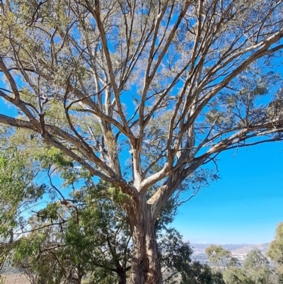 Eucalyptus melliodora (Yellow Box) at Wanniassa Hill - 27 May 2024 by Berno