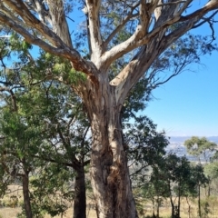 Eucalyptus melliodora at Wanniassa Hill - 27 May 2024