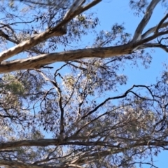 Eucalyptus melliodora at Wanniassa Hill - 27 May 2024