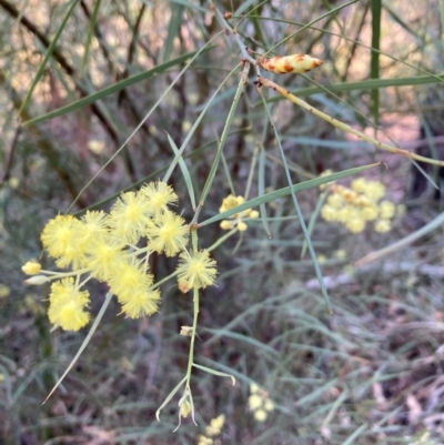 Acacia iteaphylla (Flinders Range Wattle) at Bruce, ACT - 26 May 2024 by lyndallh