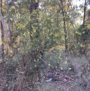 Acacia iteaphylla at Bruce Ridge - 26 May 2024