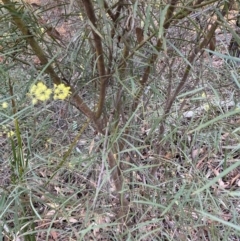 Acacia iteaphylla at Bruce Ridge - 26 May 2024