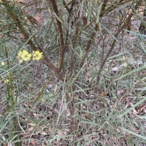 Acacia iteaphylla at Bruce Ridge - 26 May 2024