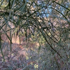 Acacia iteaphylla at Bruce Ridge - 26 May 2024