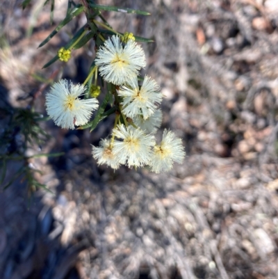 Acacia genistifolia (Early Wattle) at Bruce, ACT - 26 May 2024 by lyndallh